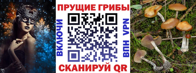 Псилоцибиновые грибы прущие грибы  Валдай 